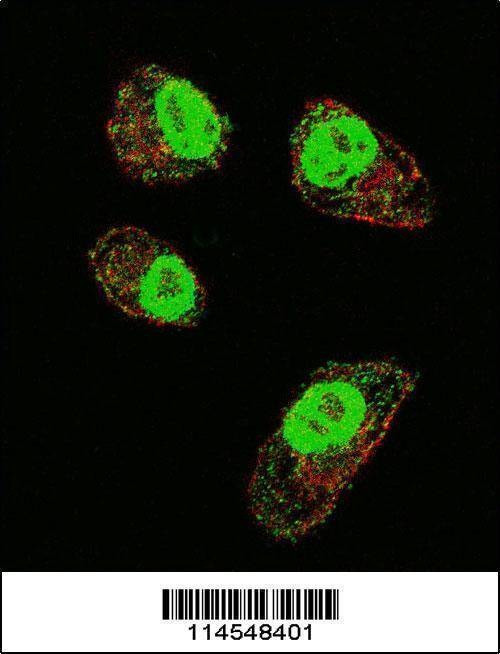 Anti-HIF1Alpha (Center) Antibody
