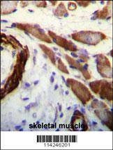 Anti-FLNA (Y1046) Antibody