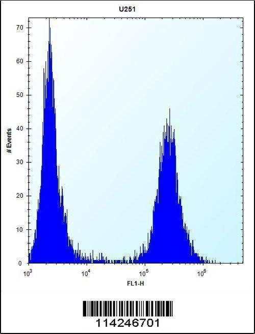 Anti-FLNA (Y1046) Antibody