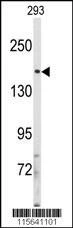 Anti-IRS2 (C-term) Antibody