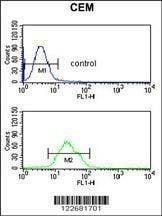 Anti-BRAF Antibody