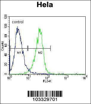 Anti-RAF1 (N-term) Antibody