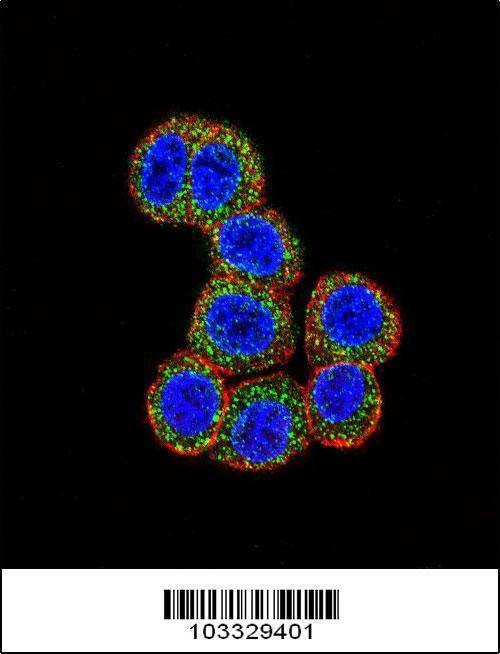 Anti-RAF1 (N-term) Antibody