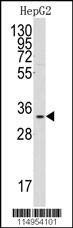 Anti-C1QBP (Center) Antibody