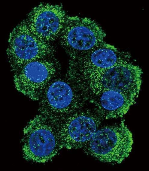 Anti-FKBP1B (N-term E6) Antibody