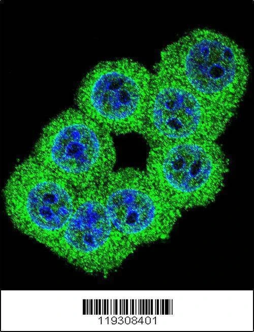 Anti-FKBP1B (N-term) Antibody