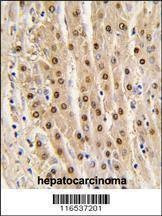 Anti-GAPDH (N-term) Antibody