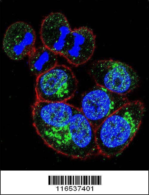 Anti-GAPDH (N-term) Antibody