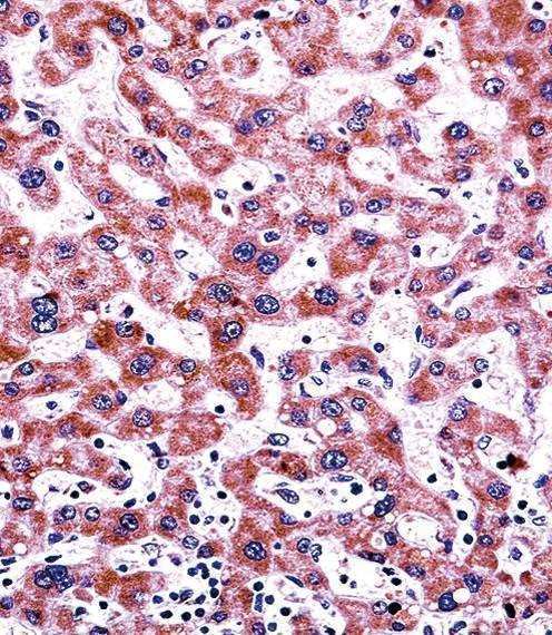 Anti-CYP2C9 (N-term) Antibody