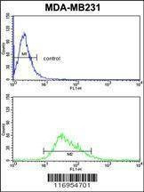 Anti-CYP21A2 (Center) Antibody