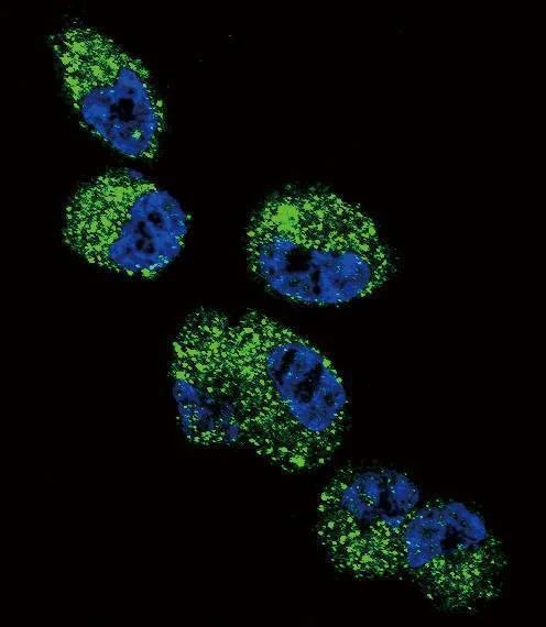 Anti-CYP4A11 (4A22) (C-term) Antibody