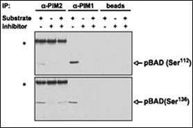 Anti-PIM2 (C-term) Antibody