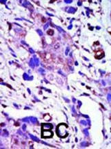 Anti-PLK1 (C-term) Antibody