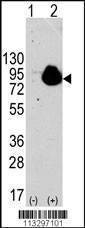 Anti-RPS6KA1 (S732) Antibody