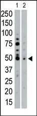 Anti-SGK2 (N-term) Antibody