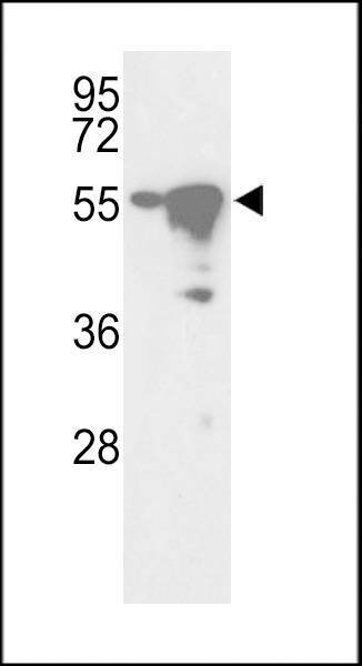 Anti-YSK (C-term) Antibody