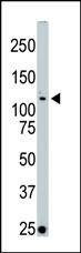 Anti-LOK (C-term E707) Antibody