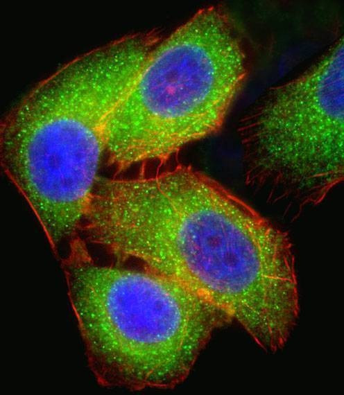 Anti-MEK2 (MAP2K2) (N-term) Antibody