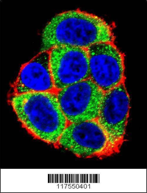 Anti-CASP9 (Center) Antibody