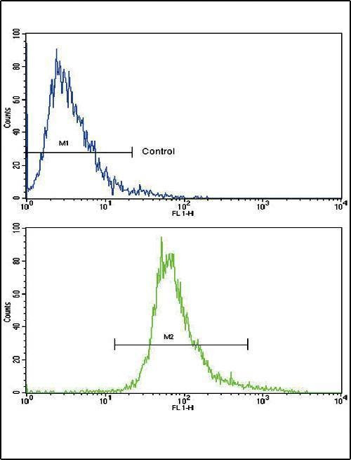 Anti-BDNF (C-term) Antibody
