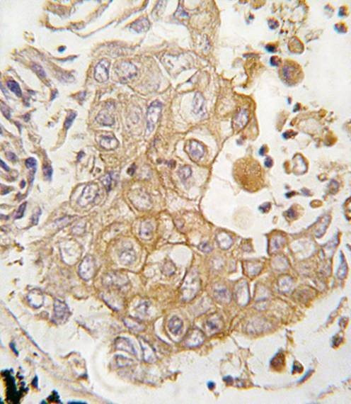Anti-CYP1A1 (C-term) Antibody