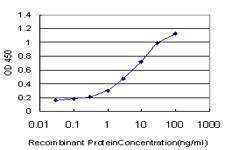 Anti-KCNQ4 Antibody