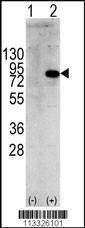 Anti-PIK3R1 (Y580) Antibody