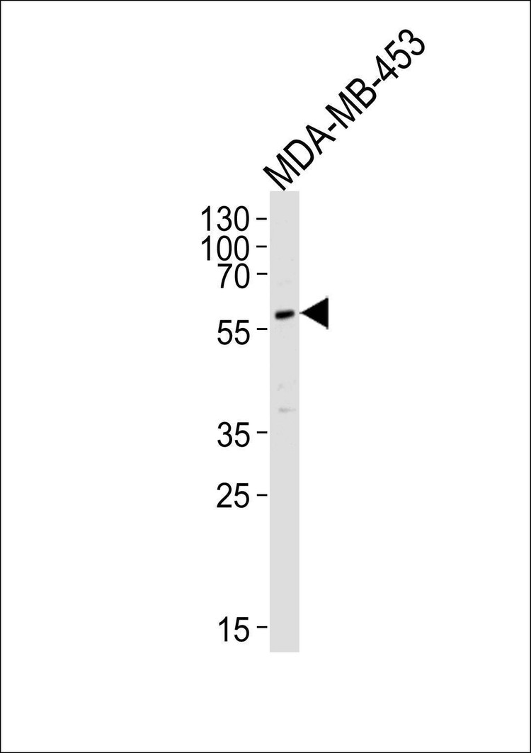 Anti-PIK3R3 (C-term) Antibody
