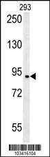 Anti-BRD2 (Center) Antibody