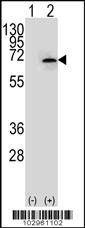 Anti-NEK3 (Center) Antibody