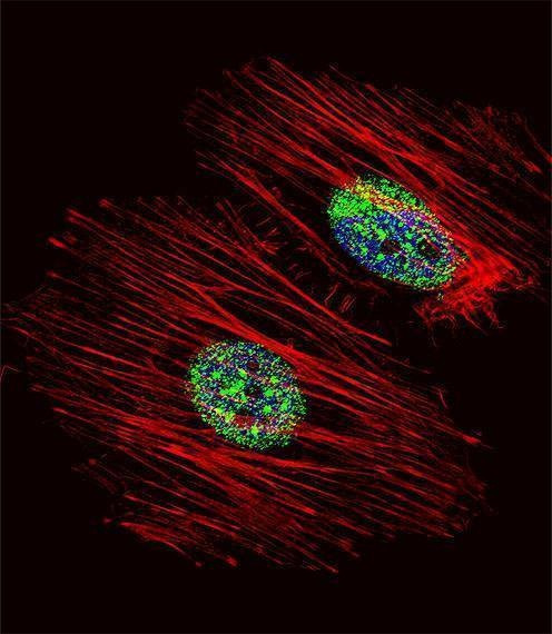 Anti-NME2 (N-term) Antibody