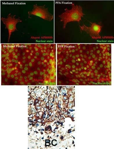 Anti-PACSIN2 (C-term) Antibody