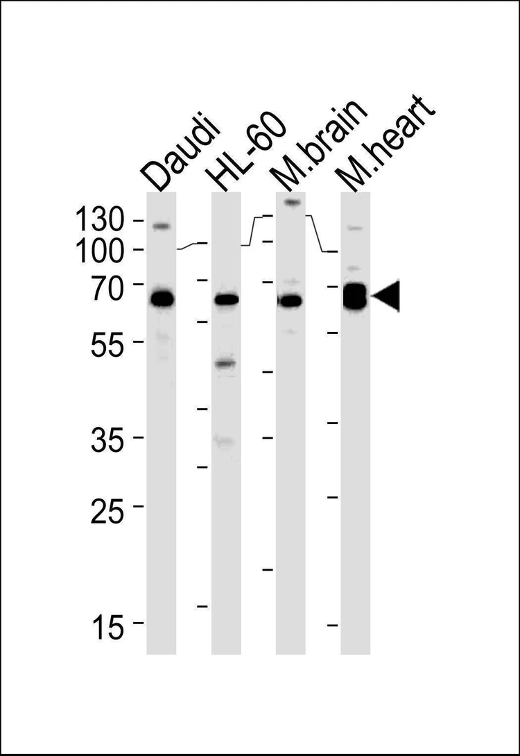 Anti-PACSIN2 (C-term) Antibody