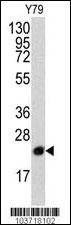 Anti-PBP (N-term) Antibody