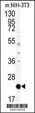 Anti-PBP (Center) Antibody