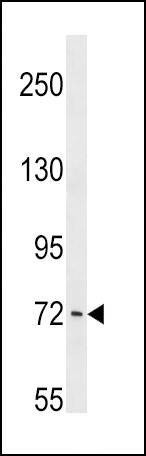Anti-PCK1 (C-term) Antibody