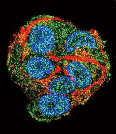 Anti-PCK1 (C-term) Antibody