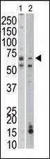 Anti-PCK1 (C-term) Antibody