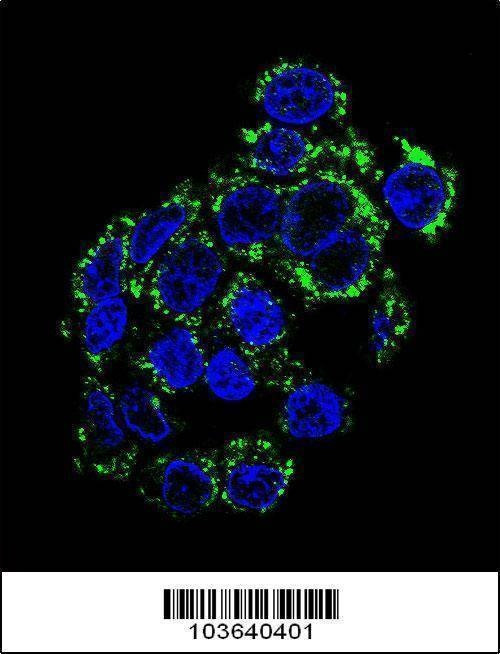 Anti-PCK2 (N-term) Antibody