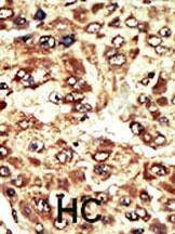 Anti-WEE1 (C-term) Antibody