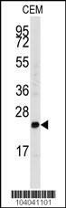 Anti-FGF4 (C-term) Antibody