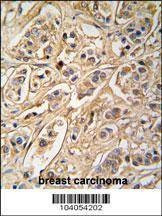 Anti-YWHAZ (D231) Antibody