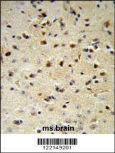 Anti-YWHAZ (Center) Antibody