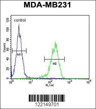 Anti-YWHAZ (Center) Antibody