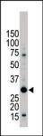 Anti-YWHAB (C-term) Antibody