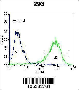 Anti-ITPKB (N-term) Antibody