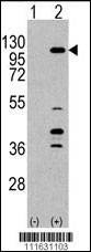 Anti-PI3CKG (C-term) Antibody