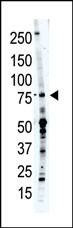 Anti-PCPTP1 (N-term) Antibody