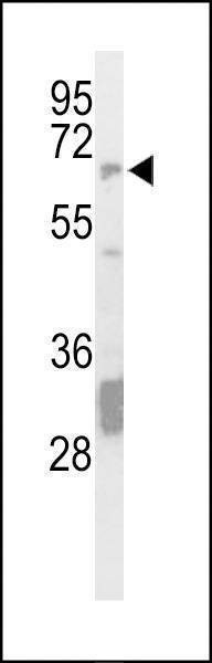 Anti-STEP / PTPN5 (N-term) Antibody