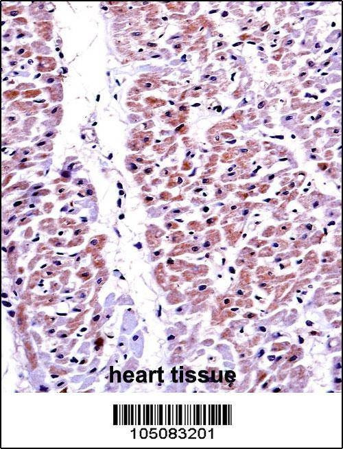 Anti-PTEN (C-term F279) Antibody
